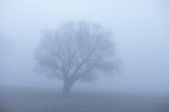 Fototapeta tree in the fog