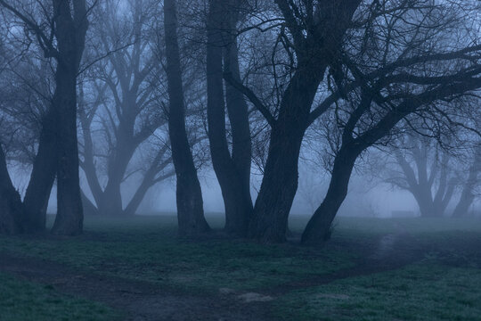 trees in the fog at the crossroads