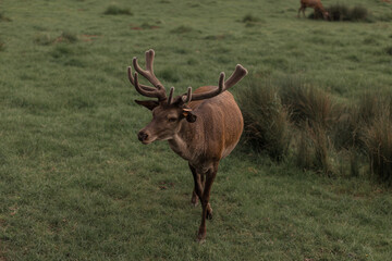 Red deer with large antlers stands on meadow