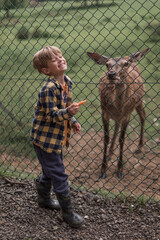 Boy Feeding Deer in the Deer Park