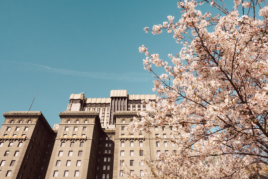 Cherry Blossoms in Union Square San Francisco, California