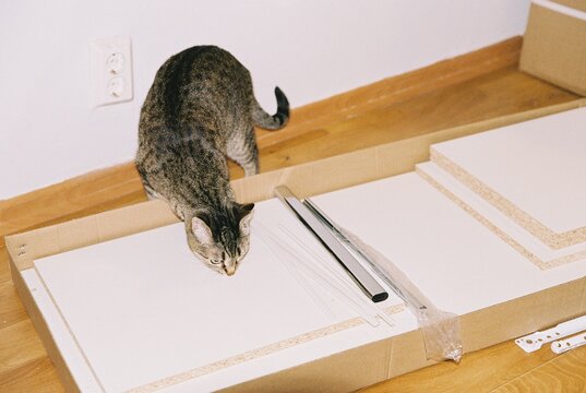 Curious cat sniffs furniture boards