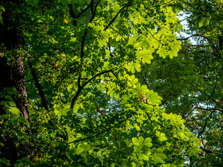 Kastanienbaum im Frühjahr