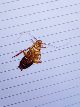 Cockroach, flattened inside book