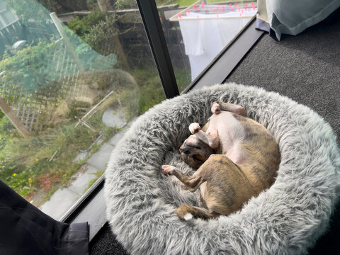 Chihuahua dog on upper floor overlooking garden 
