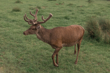 Naklejka na ściany i meble Red deer with large antlers stands on meadow