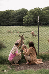 Exciting experience. Cute little girl watching and stroking young dappled deer with food while spending great time with her family in zoo. National Park. Animals