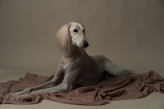 White Saluki Lying Down Studio Shot