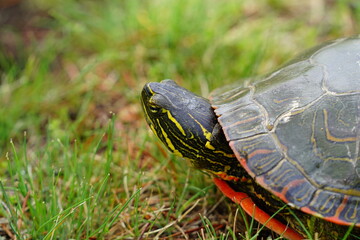 Chrysemys Picta a male Painted Turtle crawls around in water, sandy dirt road, and grass during sunny spring weather. 