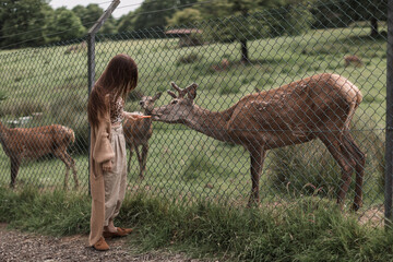 Woman feed deer. Wild animals concept. Woman feeding fawn. Animal at park