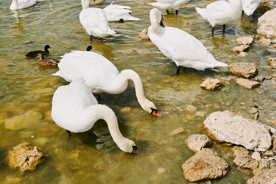 white swans eat in the lake