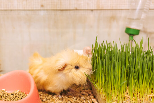 Guinea pig in the window at the pet store with grass and food
