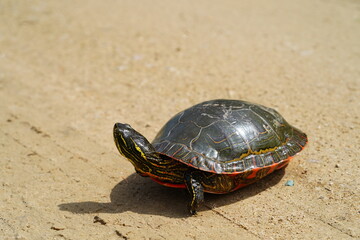 Chrysemys Picta a male Painted Turtle crawls around in water, sandy dirt road, and grass during sunny spring weather. 