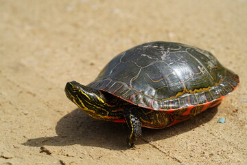 Chrysemys Picta a male Painted Turtle crawls around in water, sandy dirt road, and grass during sunny spring weather. 