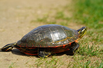 Obraz premium Chrysemys Picta a male Painted Turtle crawls around in water, sandy dirt road, and grass during sunny spring weather. 
