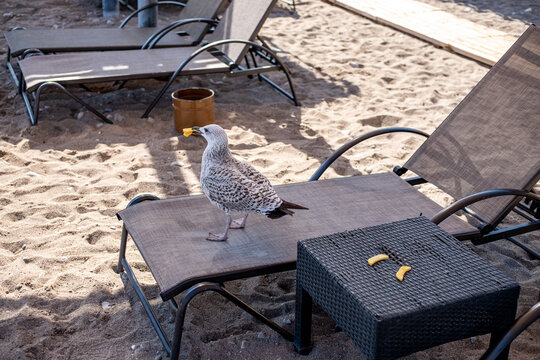 seagull eats fast food