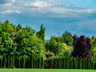 Obraz premium Thujahecke