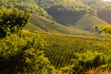 Fototapeta premium Pineapple plantations near Chiang Rai, Thailand