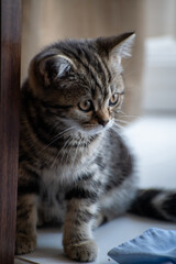 Naklejka na ściany i meble Beautiful tiny scottish fold kitten by the window