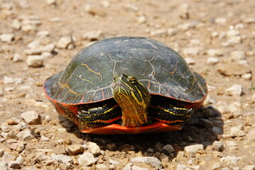 Chrysemys Picta a male Painted Turtle crawls around in water, sandy dirt road, and grass during sunny spring weather. 