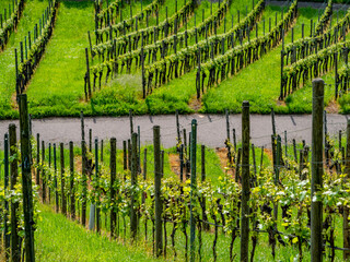 Weinanbau im Frühjahr