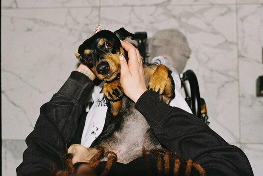 Dachshund dog lying on his owner's lap 