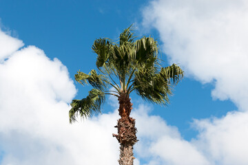 Palm Tree