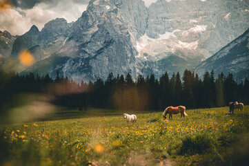 Horses in a field with colorful flowers and snowy mountains in the background. Shot on Nikon DSLR...