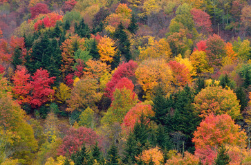 October autumn fall colors landscape trees forested Blue Ridge Parkway