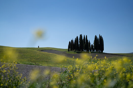 Tuscan Cypress trees and fields