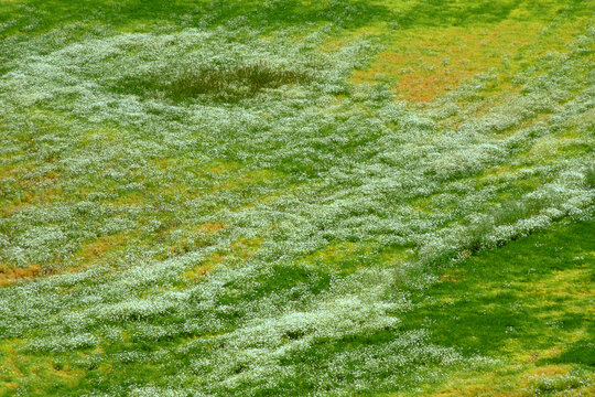 wildflowers center pivot irrigated fallow agricultural field Palouse
