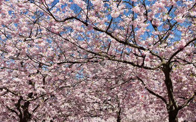 Blooming Japanese cherry trees with flowers in pink and white in spring in Sweden.