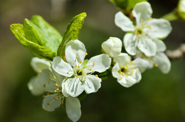 Twig of blossoming plum tree in fruit garden in spring.