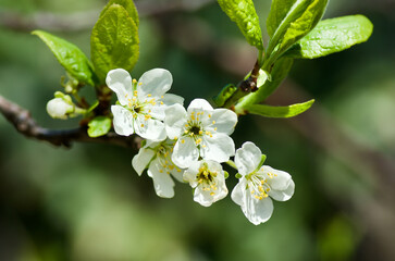 Twig of blossoming plum tree in fruit garden in spring.