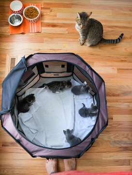 Mother Cat and Kittens