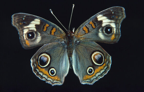 Fototapeta Gray Buckeye butterfly museum collection eyespots Junonia griesa
