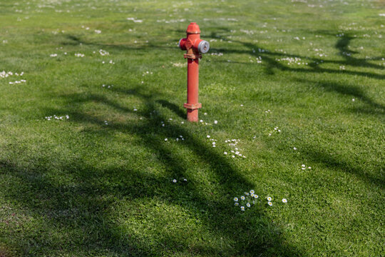 fire hydrant on the lawn
