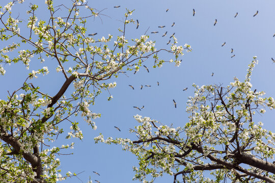 a blooming tree on the background of the sky and birds