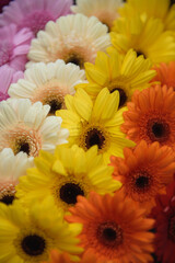 Background. Gerber flosers close-up.