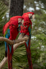 Couple de deux beaux perroquets rouge 
