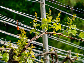 Weinanbau im Frühjahr