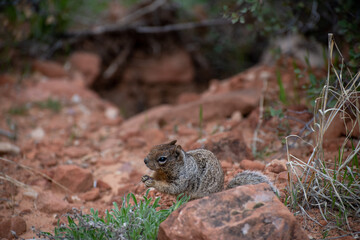 Close up of a cute grey squirrel looking up against the red landscape of Zion 