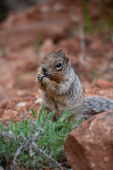 Naklejka na ściany i meble Close up portrait of a cute grey squirrel eating against the red landscape of Zion 