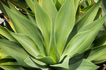 agave plant in the garden
