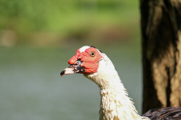 Close up muscovy duck cairina moschata with red face and beak. Duck bird background wallpaer.