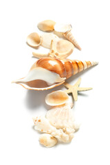 Seashells and starfishes on white background