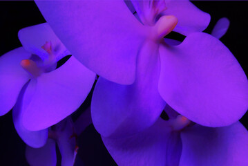 orchid flower in intense violet light