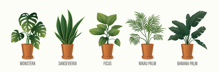 Vector House Plant in Pot Icon Set - Monstera, Sansevieria, Banana Palm, Ficus, Rhopalostylis, Nikau Palm in Pots Isolated on White. Houseplants Collection, Interior Plants. Vector Illustration © gomolach