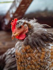 Hühner im Hühnerstall