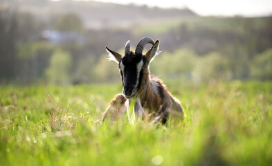 Domestic milk goat with long beard and horns resting on green pasture grass on summer day. Feeding of cattle on farm grassland